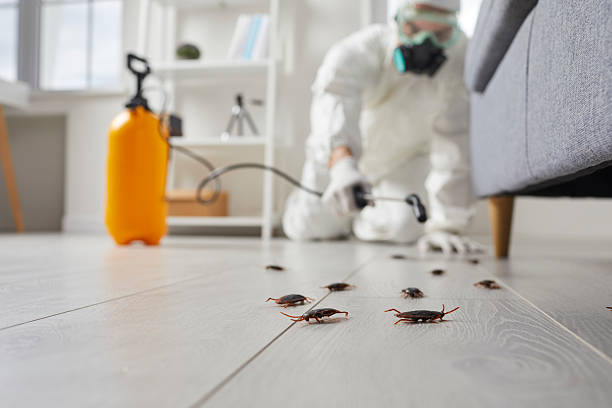 Post-Treatment Bed Bug Interceptor Monitoring in Stony Point